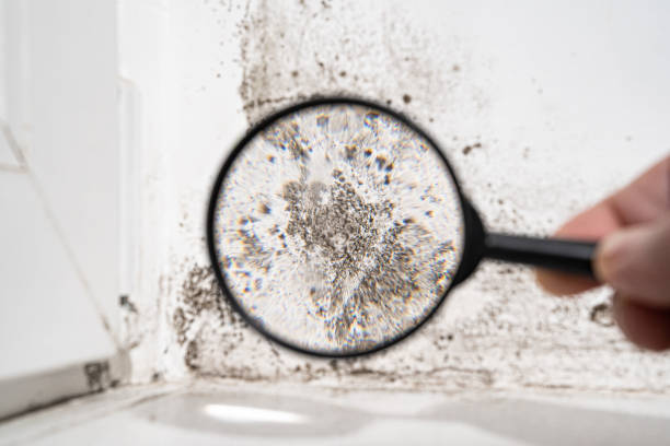 Best Insurance-Related Mold Remediation in Mayer, MN